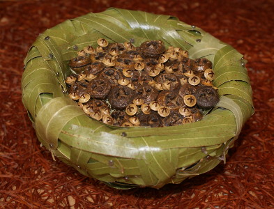 Schale mit scheinbar angenagelten Eucalyptusblättern und gefüllt mit getrockneten Eucalyptus-Fruchtständen